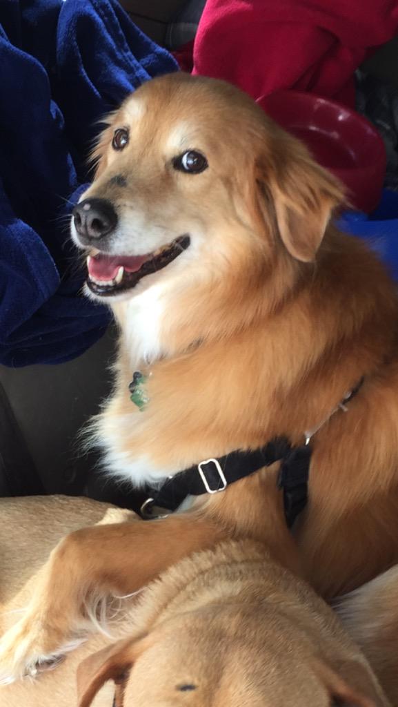 semiller6's tweet image. Blessed that my dog is actually doge #wow #suchaww #manywow