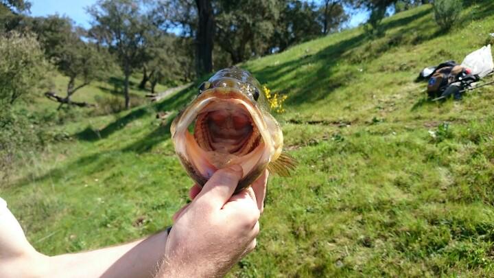 CeresPesca's tweet photo. La boca del blackbass,amplia,fuerte y rasposa por la disposición de microdientes similar al papel de lija. http://t.co/6FP92ZcSSl