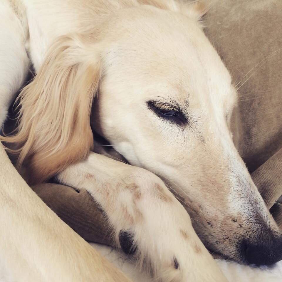 emmadavies68's tweet photo. Our friends have lost their saluki dog around BOLTON school/Chorley new rd area. Please get in touch with me if seen http://t.co/n3AtJH7Qtw