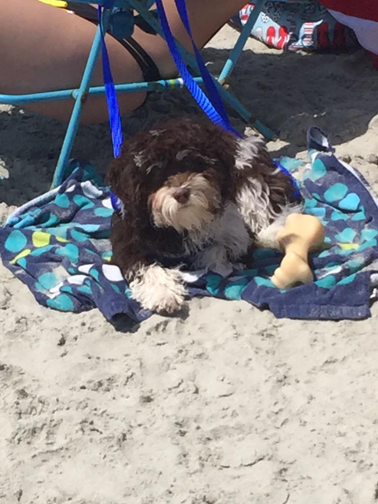 TheRealSWindsor's tweet photo. Thanks humans! #thisisthelife🌴🌊🌞 http://t.co/Ft9q319MD7