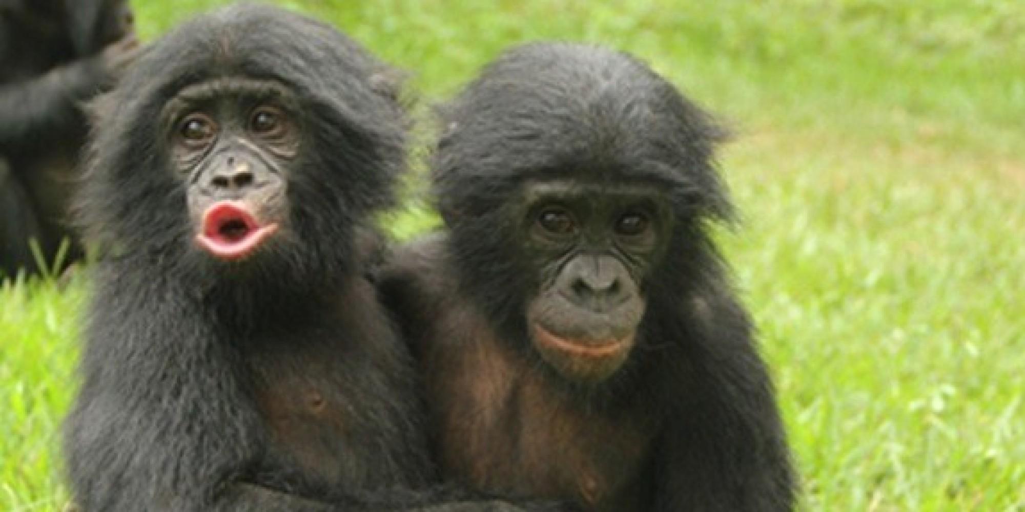 HAPPY BIRTHDAY: It\s time to stop monkeying around, and wish Jane Goodall a Happy Birthday!  