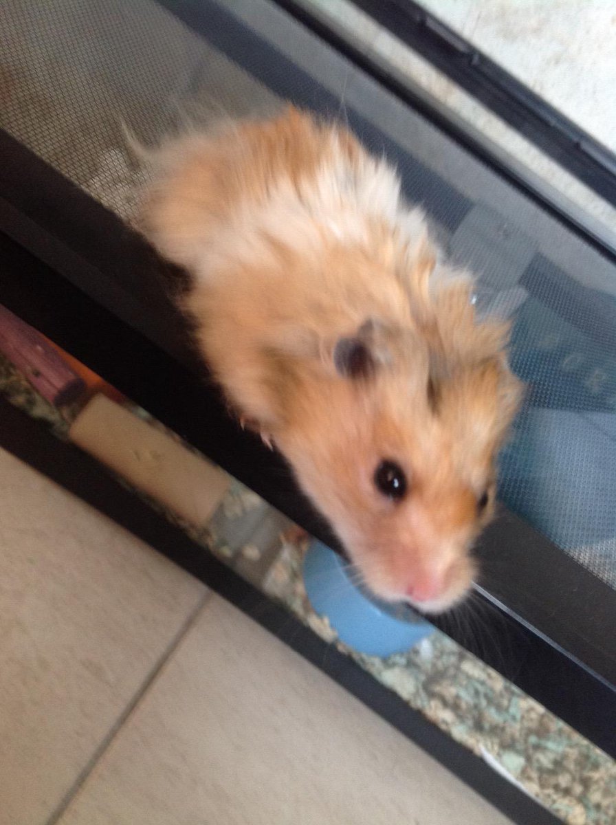 ObsessedBallet's tweet image. Scrabble❤️ 2 years and 1 month still alive and healthy☺️