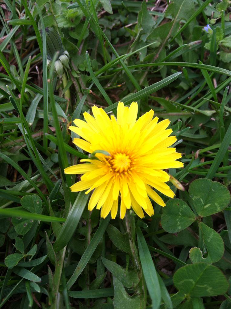 KaylaModrell's tweet image. Spring it's almost Easter it's April 3rd so exited for the Easter bunny so I took this picture of a flower blooming