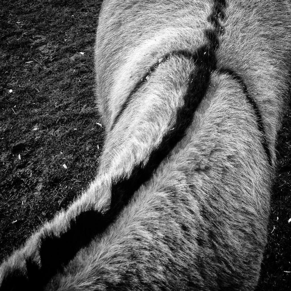 Felt very humbled earlier <a href="/DonkeySanctuary/">The Donkey Sanctuary</a> on today of all days <a href="/sidmouthherald/">Sidmouth Herald</a> <a href="/eastdevonhour/">#EastDevonHour</a> #thedonkeysanctuary