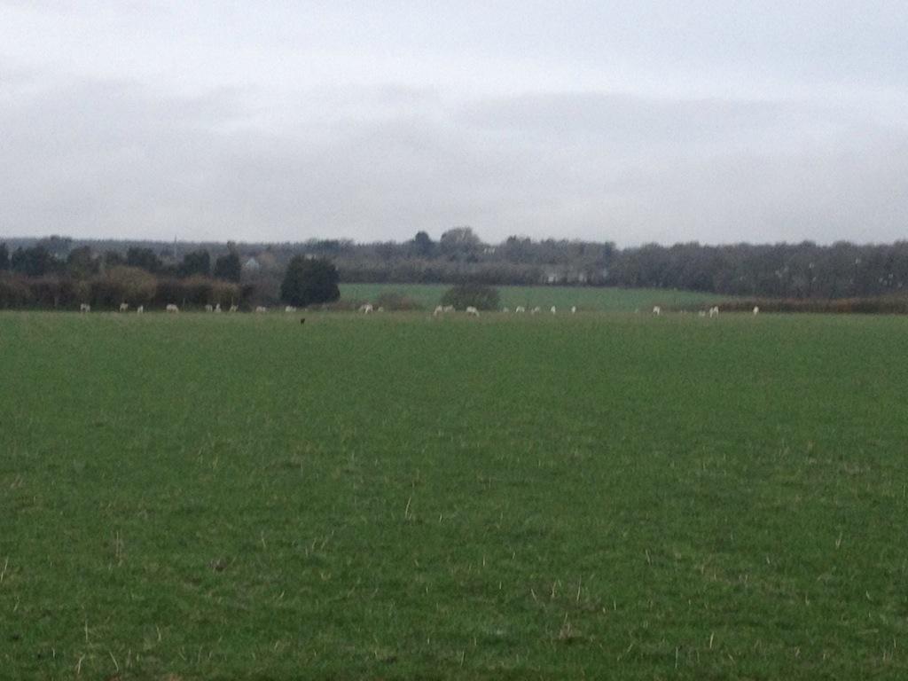 linzi_cottam's tweet photo. Lambs in the field. Lovely spring lets hope the sun comes out! Happy Easter all our Spotted Cow customers. #mintsauce http://t.co/5ESQyfVhsf
