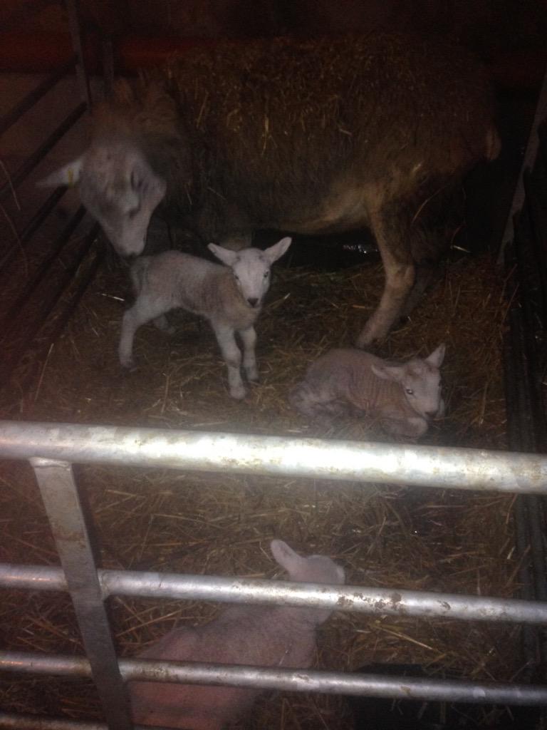 Hogg with triplets good sized lambs as well