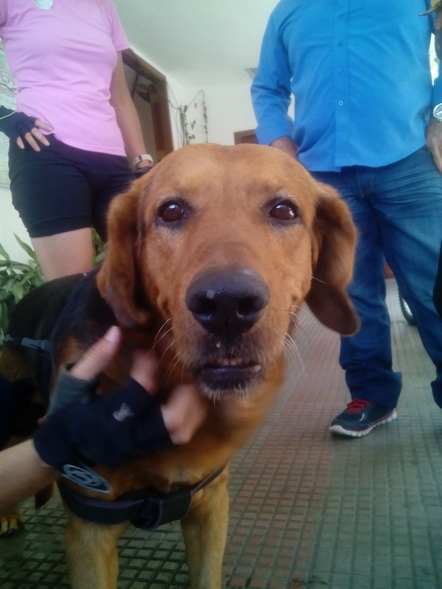 carolherbalife's tweet photo. @StaMonicaVe extraviado cerca Iglesia Nuestra Sra Concepción. Pechera negra. Muy Sociable. Busca a la gente. Difundir http://t.co/tFMwnQZcxT