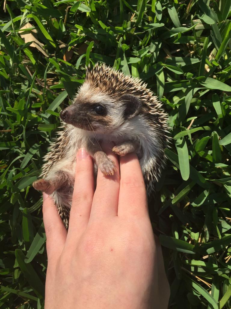 OfficialSolara's tweet photo. I never want the belly rubs to stop http://t.co/1TFgltmn6C