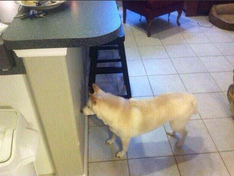 CauseWereGuys's tweet photo. Even though he's blind, he still loves looking out the window all day http://t.co/Nk5OGYkVAH