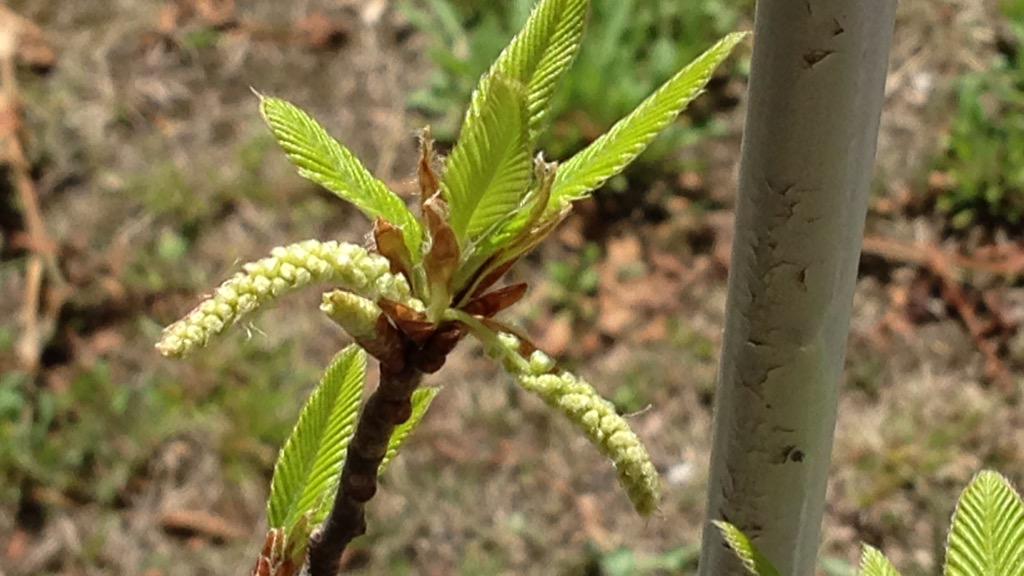 小幹乃弥 拾ったどんぐりが鉢植えで10年目にして花をつけるまでに育った 多分これはクヌギの木 花は雄花だけで雌花は無いので実はつかない ツイートも久しぶり Http T Co Uxavthushn