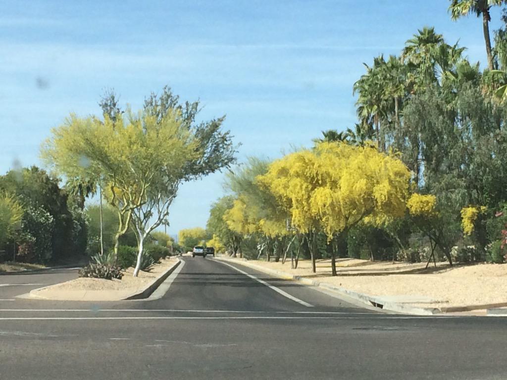 J_Sess432's tweet image. These palo verde trees are blooming! Never seen them this beautiful. #DesertLandscape ##PaloVerdeTrees #AZspring