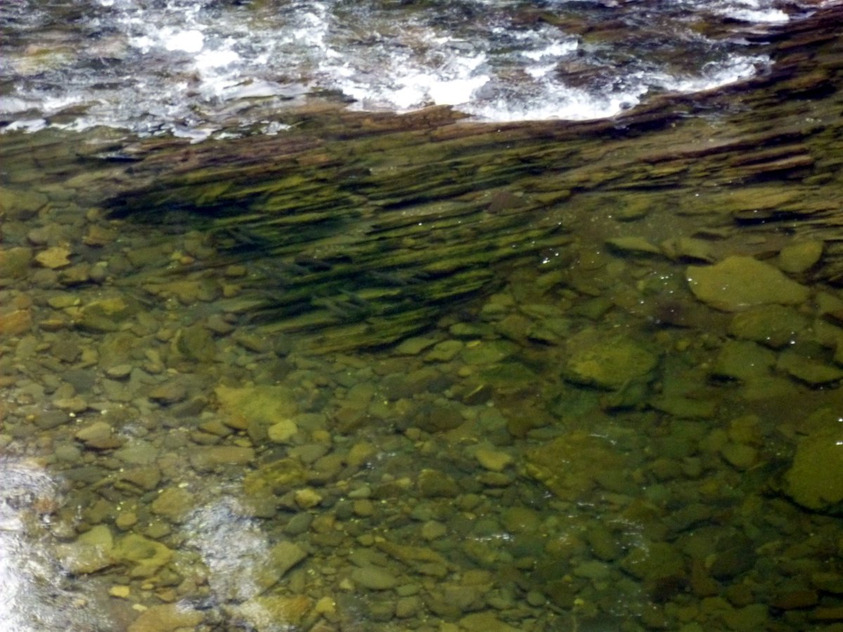 QuebecSporting's tweet image. A few  Atlantic salmon on the Dartmouth River - July
#quebecsporting #guides #whitemuddler #dryflyfishing #hookup