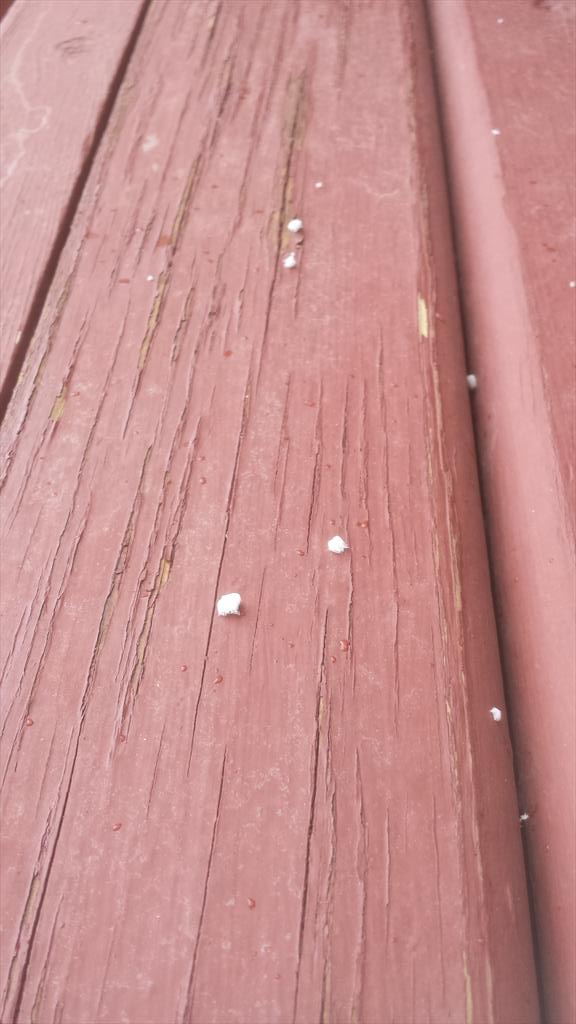 Wx_Ninja's tweet image. Snow pellets falling in Sherwood Park #Abstorm #lame #Whenissummer