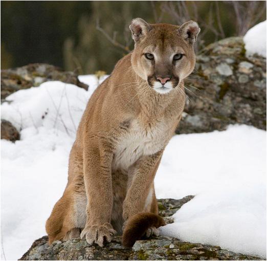 TheCoreP3's tweet image. #P3Sphere #CO #Trinidad #Restructure 1700 units-golf 90% complete-existing hotel 70% -infras cougarcanyonliving.com