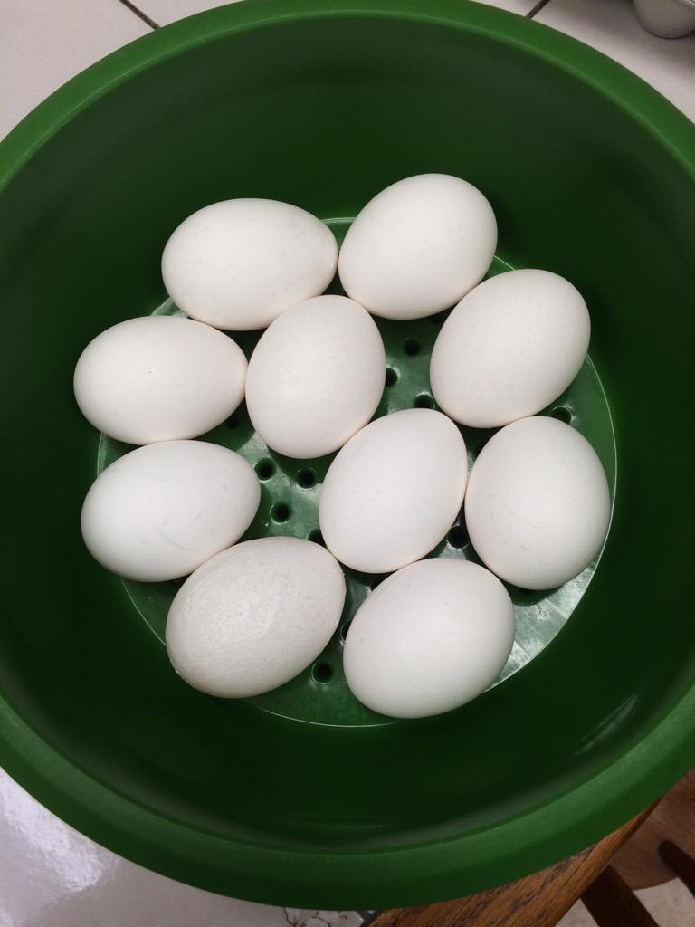 tupperware's tweet photo. #Easter RT @KathyY1966: Prepping so we can dye tom'ow! Hard boiling in the microwave thanks to my #SmartSteamer http://t.co/DecnyP5N4U