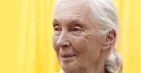 Action4animals: brainpicker: Happy birthday, Jane Goodall! One of the most inspiring human beings on science & 
