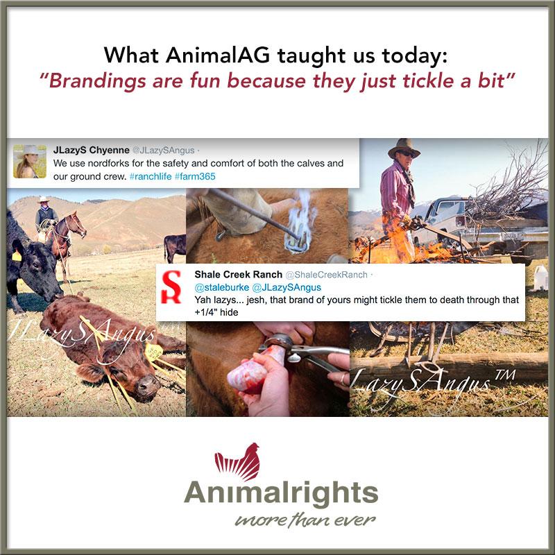 staleburke's tweet photo. @ShaleCreekRanch @JLazySAngus Brandings are fun! #farm365 #animalcruelty #animalabuse #education #LiesEveryoneTells http://t.co/Sf2KlhEjaU
