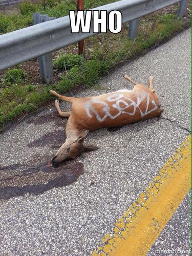 MemeSquatch's tweet image. 