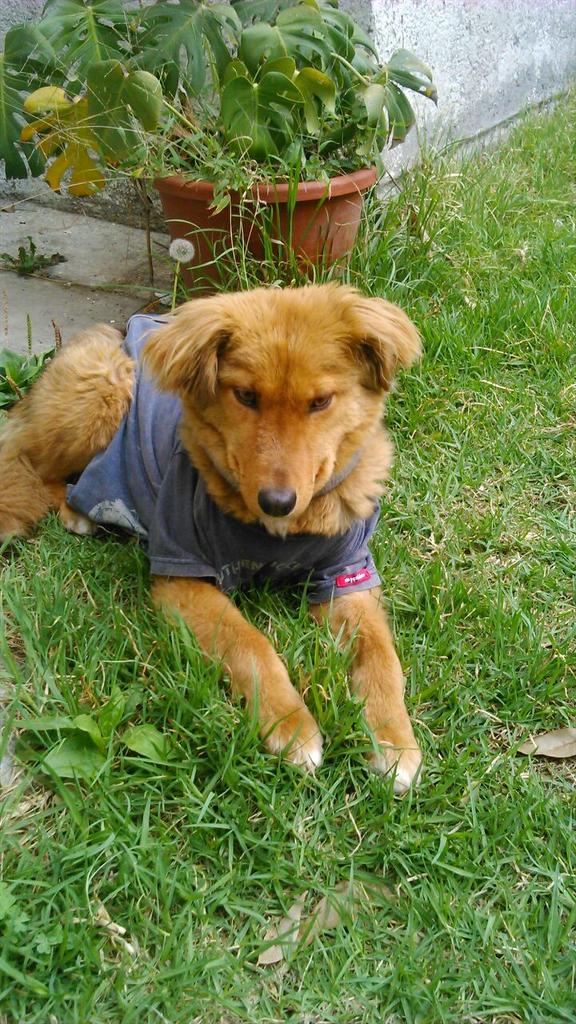 Tadiani's tweet photo. @VIBRAmascotas Hola por favor solicito ayuda para difundir perrita rescatada en adopción talla mediana 4 meses aprox http://t.co/G4pvnE1c9U