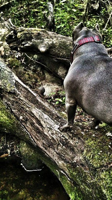 My fearless leader... #Bulldogs  #loveabully #bulldogmama #freyjavansiren #rescue #baitdog #medical #servicedog<a href="/tag/bulldogs"class="tags">#Bulldogs</a><a href="/tag/loveabully"class="tags">#loveabully</a><a href="/tag/bulldogmama"class="tags">#bulldogmama</a><a href="/tag/rescue"class="tags"><span>#rescue</span></a><a href="/tag/servicedog"class="tags"><span>#servicedog</span></a><a href="/tag/medical"class="tags"><span>#medical</span></a><a href="/tag/freyjavansiren%20"class="tags"><span>#freyjavansiren </span></a>