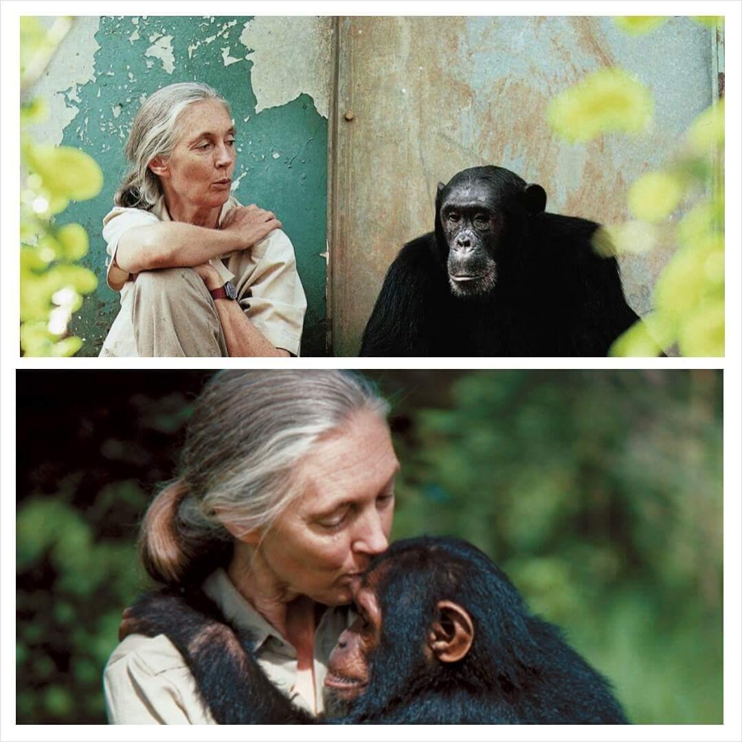 HAPPY BIRTHDAY TO JANE GOODALL......WOW A HERO.....A BEAUTIFUL HEAAND A SPECIAL WOMAN....THANK YOU  