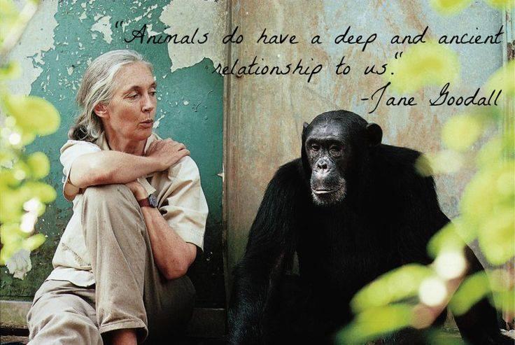 Happy 81st birthday  Dr. Jane Goodall !!   Photo credit: Michael Neugebauer 