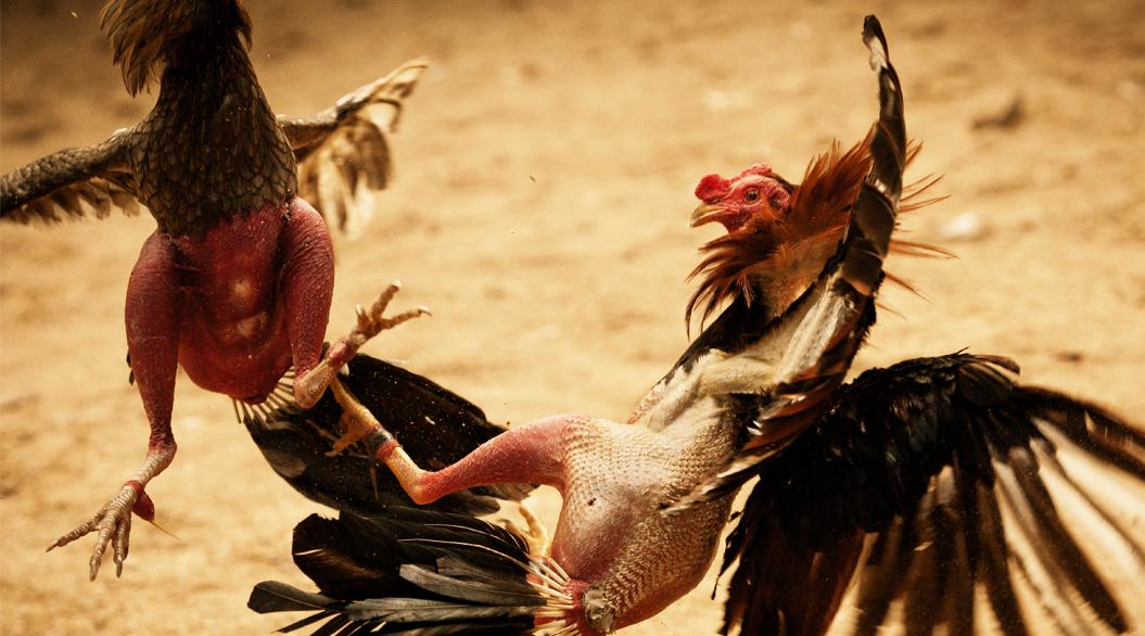 神々のニュース A Twitter 1 000億円の超巨大ビジネス フィリピンの男たちを熱狂させる 闘鶏 の魅力とは 世界中の面白感動ニュースアプリ 神々のニュース Http T Co Apbi4eidb2 Http T Co Shejbil533 Twitter 神々のニュース A Twitter 1 000億円の超巨大ビジネス フィリピンの男たちを熱狂させる 闘鶏 の魅力とは 世界中の面白感動ニュースアプリ 神々のニュース Http T Co Apbi4eidb2 Http T Co Shejbil533 Twitter