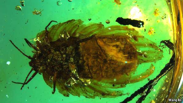 TheEconomist's tweet photo. This insect, fossilised when dinosaurs flourished, is the earliest evidence of “brood care” http://t.co/qdc4365HaR http://t.co/CtUxKdkkXy