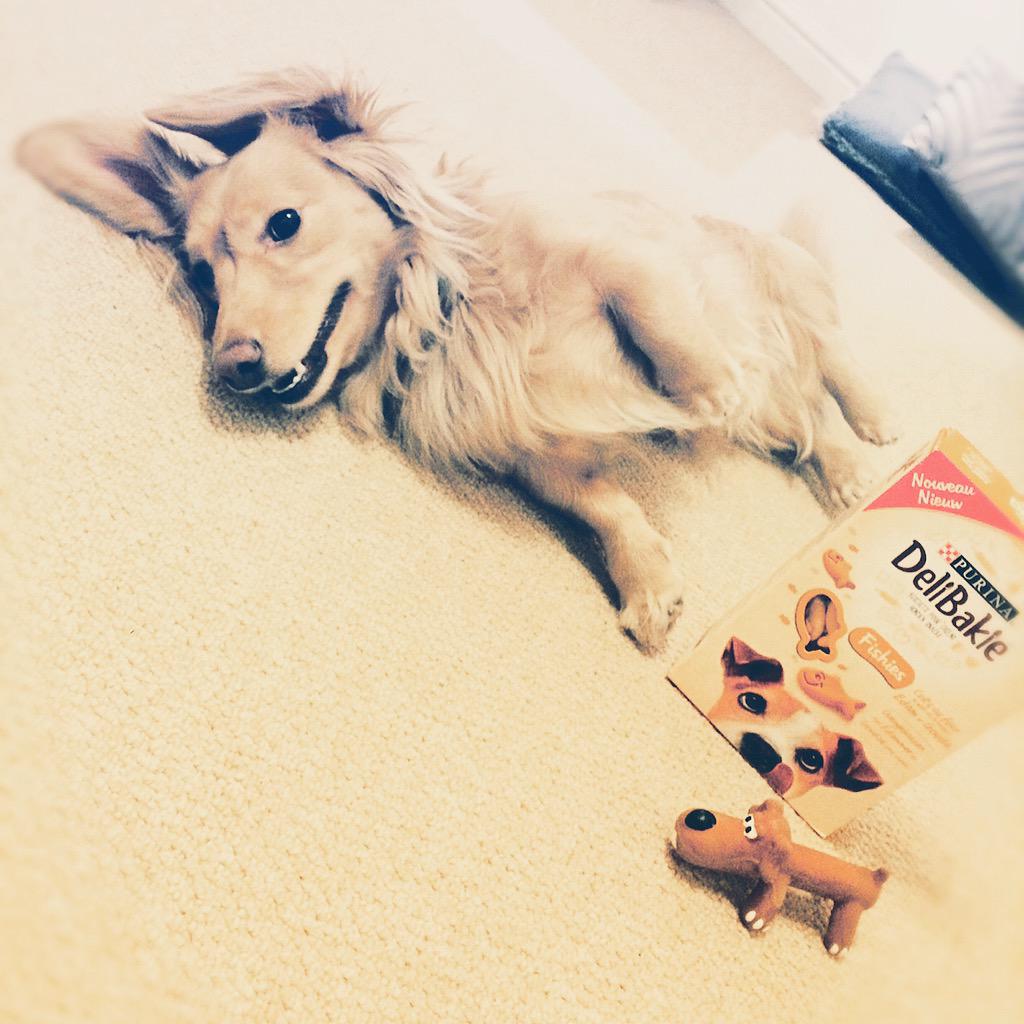 lowriderbentley's tweet photo. Me loving my French gifts from my mum. #englishcreamdachshund #delibakiegoodness http://t.co/JlccFHMmDK