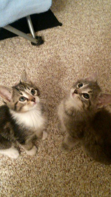 It was hard to get a picture of them sitting still but meet Appa and Ollie 😍🐈 http://t.co/yP3OfWoerr