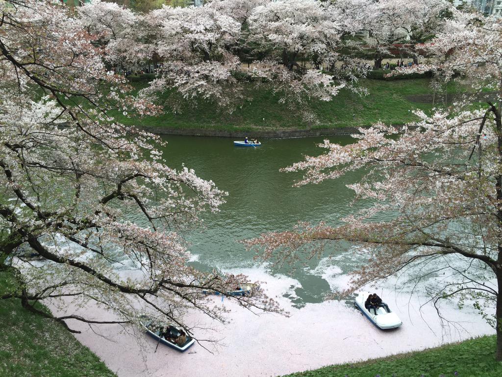 ftd3dym23's tweet photo. 北の丸公園側。花筏 http://t.co/XClcYuS3Ak