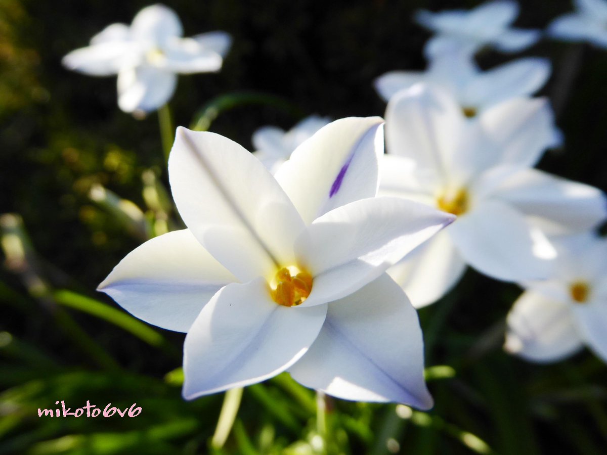 Mikoto No Twitter 信じる方へ 赴くままに 花言葉 星に願いを ハナニラ 花韮 イフェイオン セイヨウアマナ 西洋甘菜 スプリングスターフラワー 花 春 Springstarflower Spring Flower Http T Co Kbi3qzrjjg Mikoto No Twitter 信じる方へ 赴くままに 花言葉 星に願いを ハナニラ 花韮 イフェイオン セイヨウアマナ 西洋甘菜 スプリングスターフラワー 花 春 Springstarflower Spring Flower Http T Co Kbi3qzrjjg
