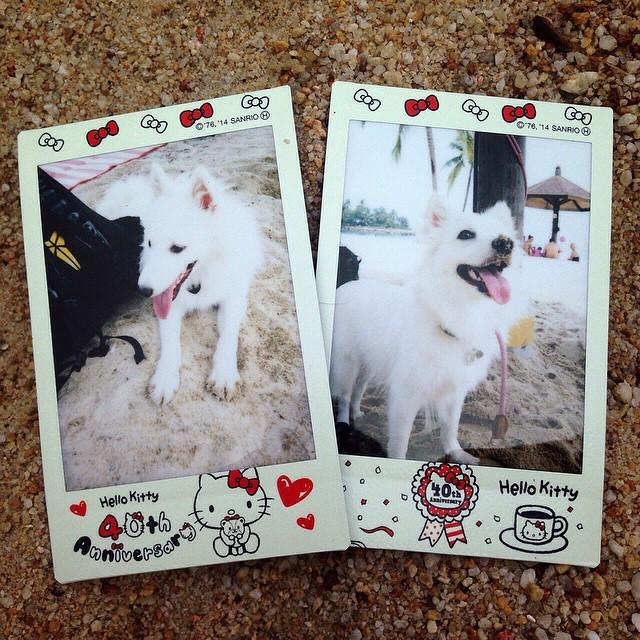 obliviousbunny's tweet photo. Pixie having fun at the beach with bff FrozT! #Pixiethejs #playtime #sgdog #sgpets #sgpuppies #funtime #petsmagazin… http://t.co/emlwVm54Ps