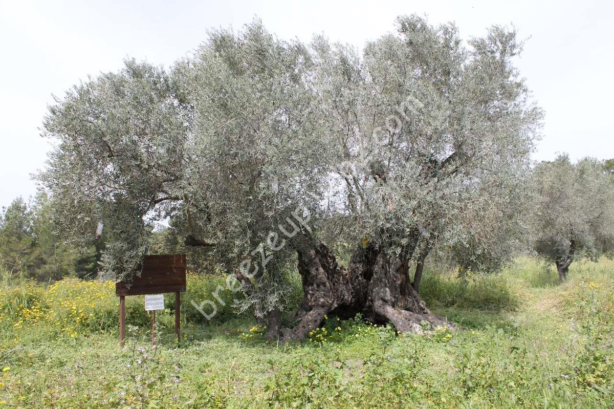 Breezeupy's tweet photo. Северный Кипр. Район Гюзельюрт. Оливковая роща «Monumental olive trees». 800-летнее оливковое дерево Gabudi. http://t.co/o8TtFVbrHl
