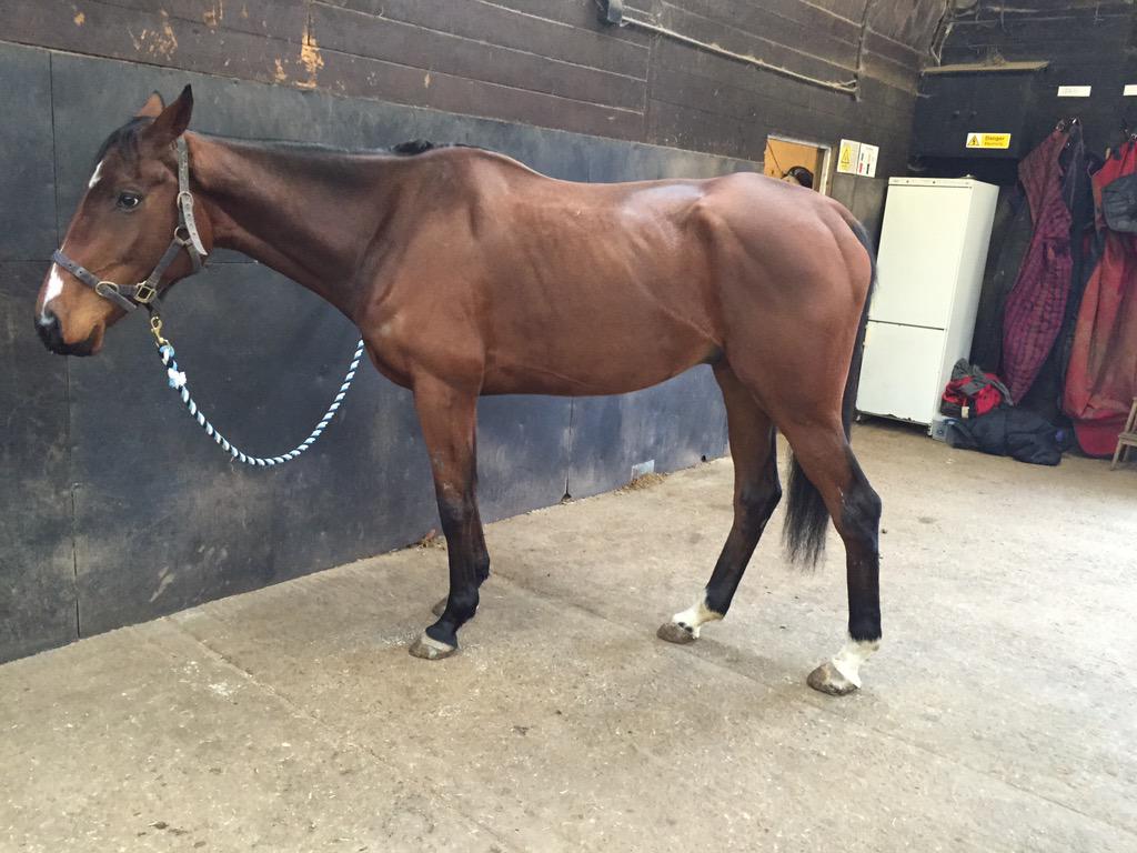 SophieEREvans's tweet photo. Before/after - 10 weeks apart.
"This is a marathon not a sprint"
Thanks to @PureFeed @herbalhorsepet #RetrainingRebus http://t.co/8oq6MqhKuN
