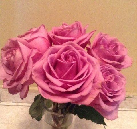 SashaLox45's tweet photo. rose again?🌹
Well then thanks!!!😚 http://t.co/szOSlqn5TU