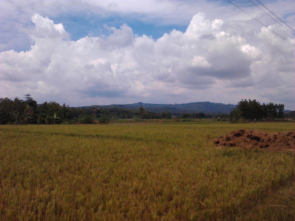 radarkendeng's tweet photo. Pertanian warga #tempuran @info_Blora  setelah panen pertama biasanya di tanami #kacang #savekendeng http://t.co/h2BFxfGJ2m