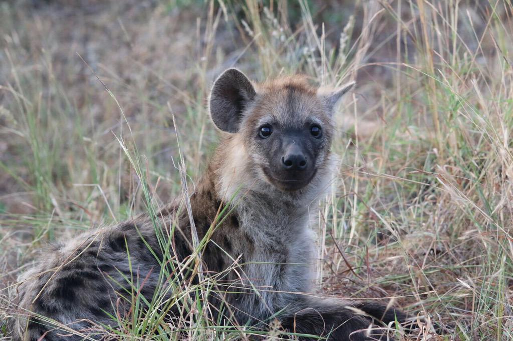 6:10
2 Hyena cubs
H14, at Shikumbu, next to the road
Tinged by Nicky and Andre