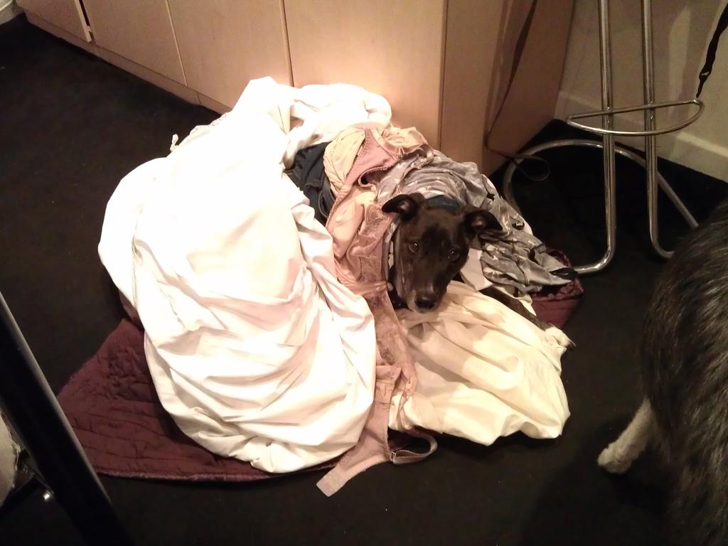 BubbulaHound's tweet photo. Laundry day. http://t.co/yyeKnsQl6P