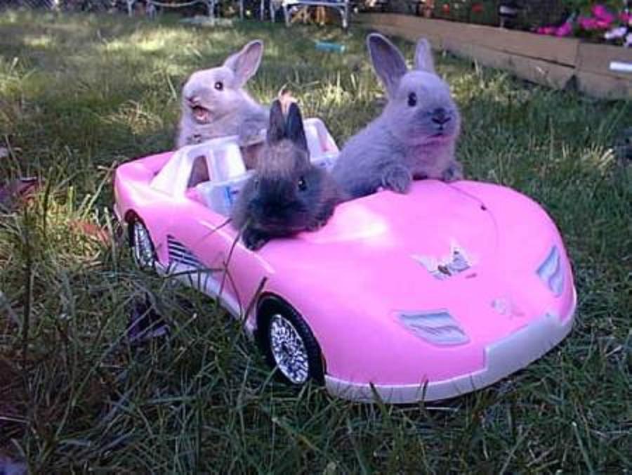 Happy Easter guys! #BunniesLoveChevysToo