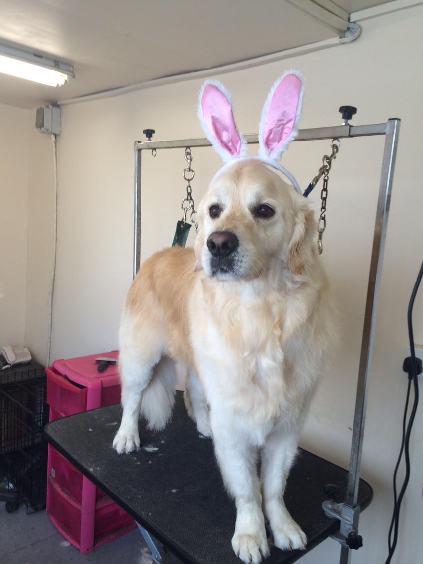 Ballyboy1287's tweet photo. Happy Easter from k9 groom room #retriever #fullgroom #handsomedog http://t.co/SeAwvmtKGU