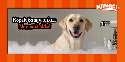 En ekonomik ve en güzel kokulu köpek şampuanları burada; bit.ly/1BsKQpP #köpek #şampuan #banyo #koku #yürüyüş