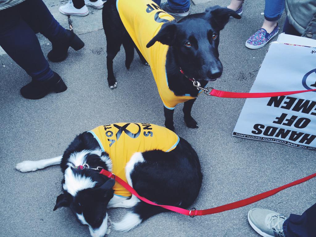 Aggykins7's tweet photo. RT “@rosscolquhoun: #SNPdogs #voteSNP #GE15 http://t.co/62nI4WJ7Bl”