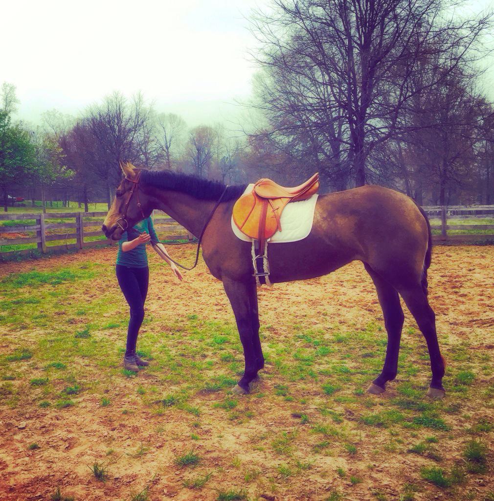 Atkins_Horses's tweet photo. First ride for 7 year old buckskin TB mare Copper Twist http://t.co/NVqKPbWIL7