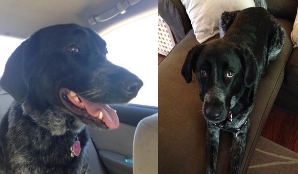 NBCPhiladelphia's tweet image. Have you seen Sadie? She went missing in West Chester as crews battled a blaze at her home: on.nbc10.com/yOF5evr