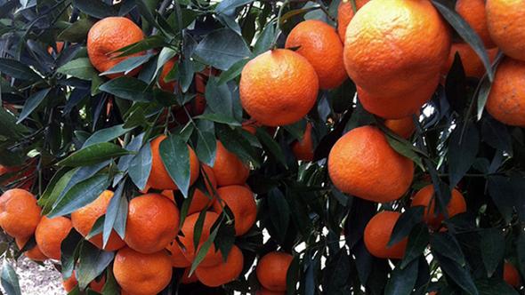 Anlatmamıza gerek var mı ? Egenin incilerinden bir tanesi daha ... Mandalina ve hala taze hala misssssss gibi