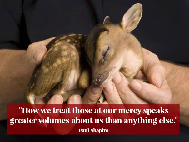 JefferySimpson2's tweet photo. @Matt_Dominguez - #Womensrights #AnimalWelfare #QuotesToLiveBy http://t.co/l3Ot0t8ff1