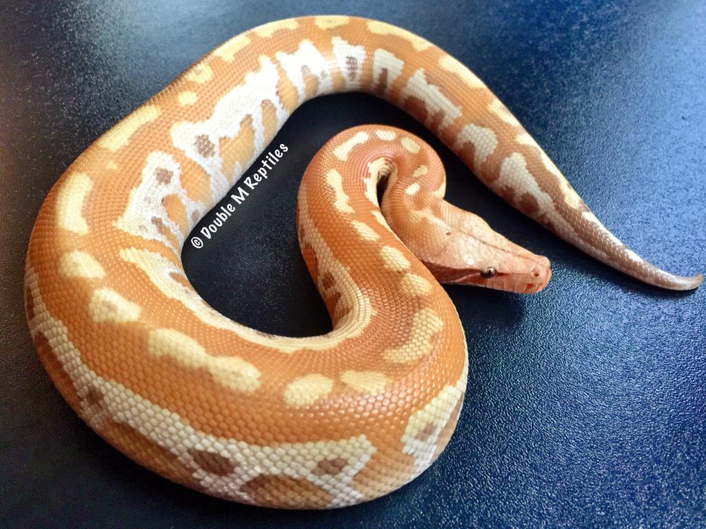 GearworkExotics's tweet image. 0.1 caramel blood python - NFS - she&apos;s so chunky I love it!!! #bloodpython #pythonbrongersmai #caramelalbino