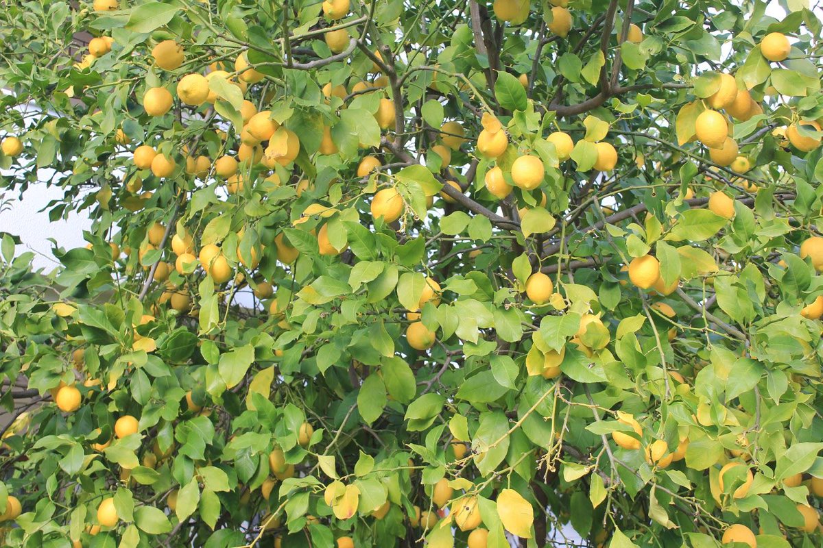 Limonlarımız yediveren diye tabir edilen her mevsim meyvesi olan bir türdür sipariş den sonra toplanır