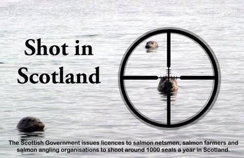 SmithyMargs's tweet photo. “@SealScotland:PLS scrap shooting seals in Scotland!! Photo v @SOSealsFund #SaveScotlandSeals cc @JimForScotland http://t.co/V4DYObKYr0”
